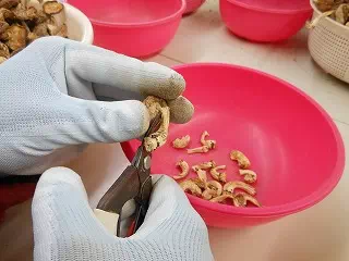 Cut the stem of a Shiitake mushrooms